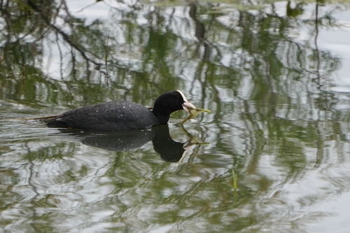 Avistamiento Fulica atra