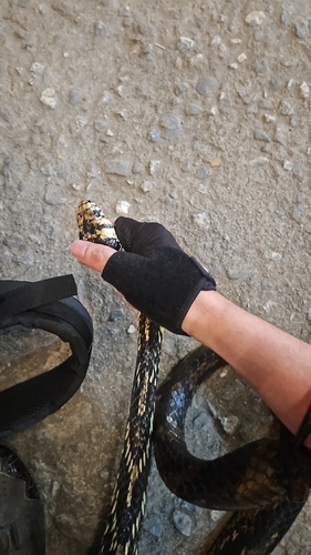 Chicken Snake