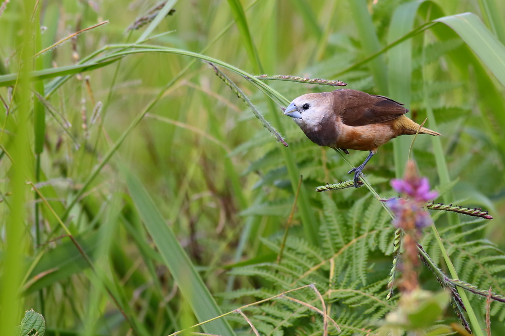 Gray-banded Munia (Lonchura vana)