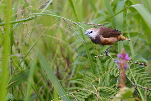 Gray-banded Munia