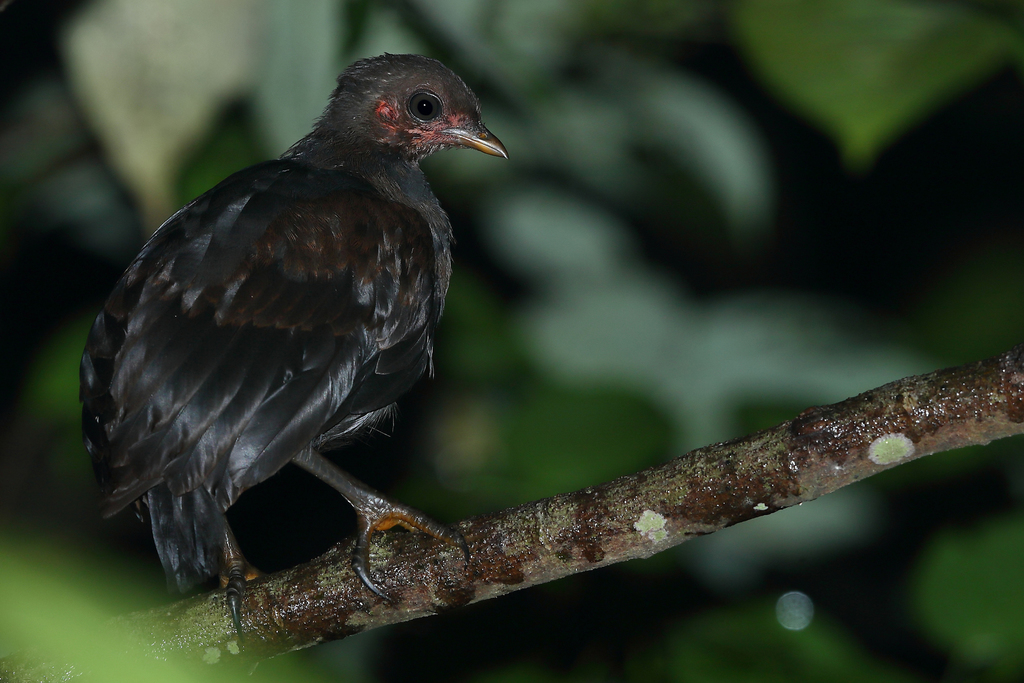 Dusky Megapode photo