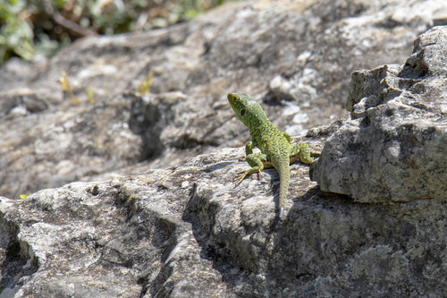 Avistamiento Lagarto ocelado (fardacho)