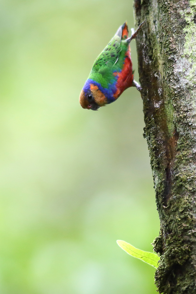Red-breasted Pygmy-Parrot (Micropsitta bruijnii) photo