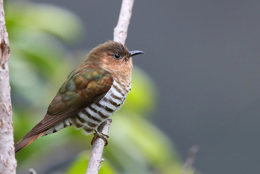 Rufous-throated Bronze-Cuckoo photo