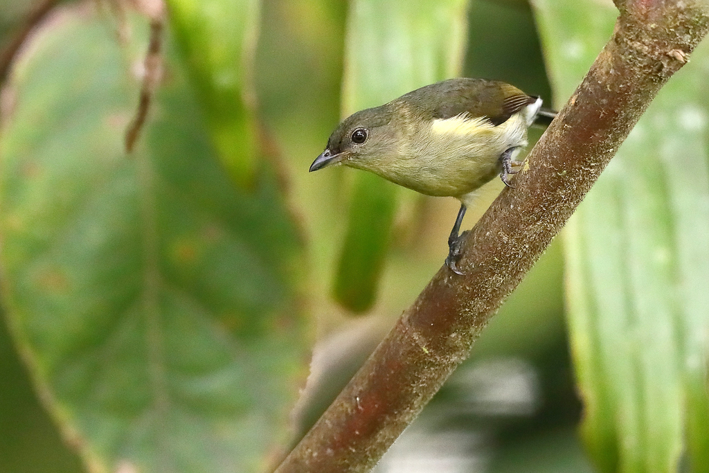 Mid-mountain Berrypecker photo
