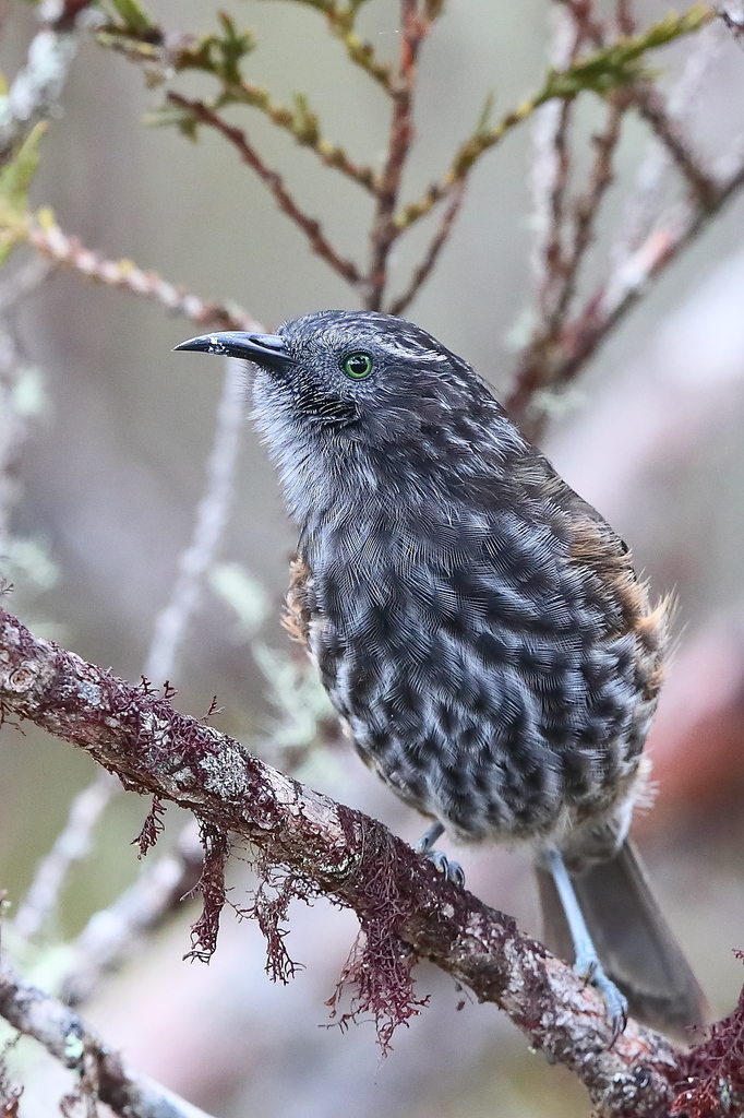 Gray-streaked Honeyeater photo