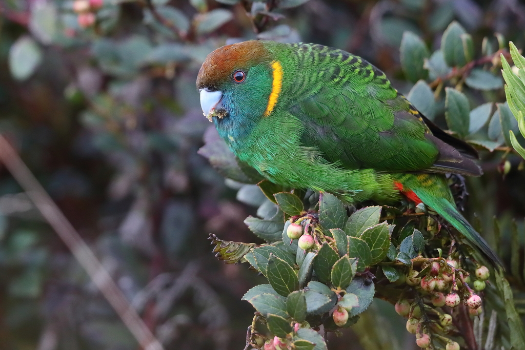 Painted Tiger-Parrot photo