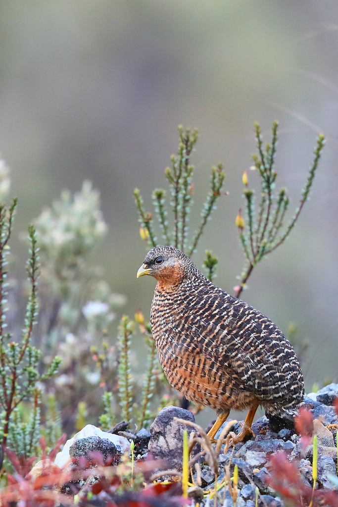 Snow Mountain Quail in October 2018 by Carlos N. G. Bocos · iNaturalist