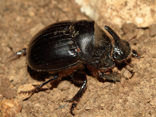 Spanish Dung Beetle