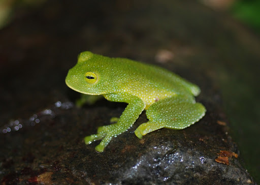Pacific Giant Glass Frog
