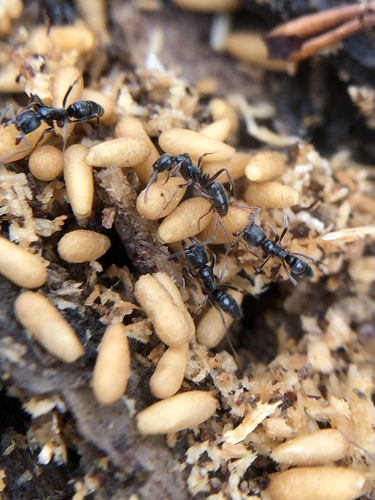 黑色短猛蚁Brachyponera nigrita