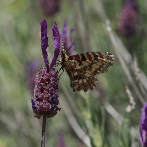 Zerynthia africana