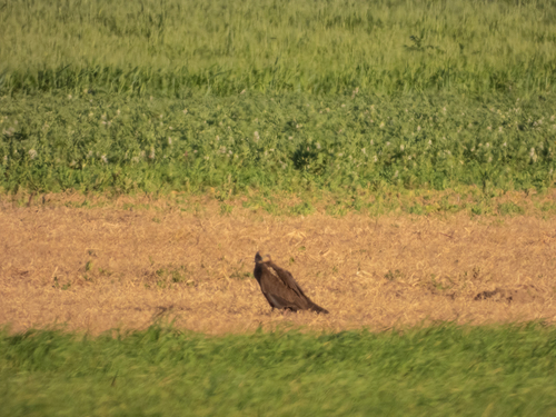 Avistamiento Aguilucho lagunero occidental