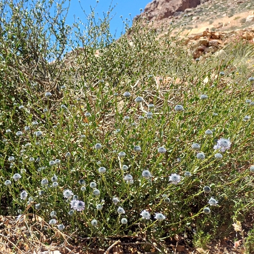 Shrubby Globularia