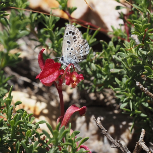 False Baton Blue