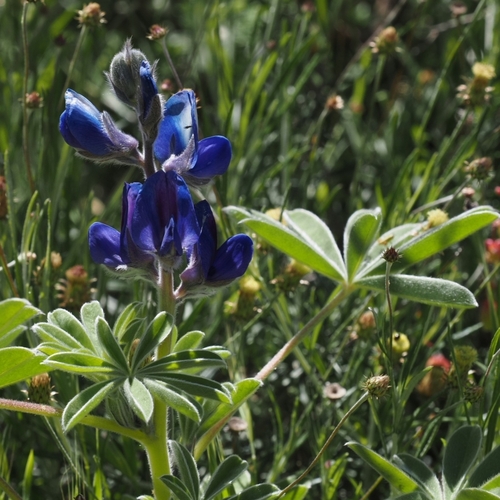Atlas lupin