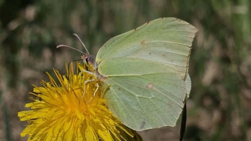 Common Brimstone