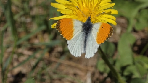 orange-tip
