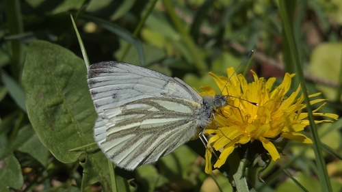 Green-veined White