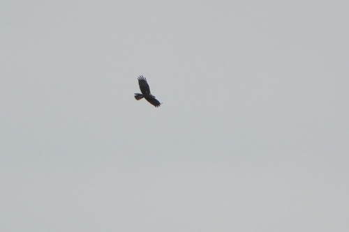 Avistamiento Aguilucho lagunero occidental
