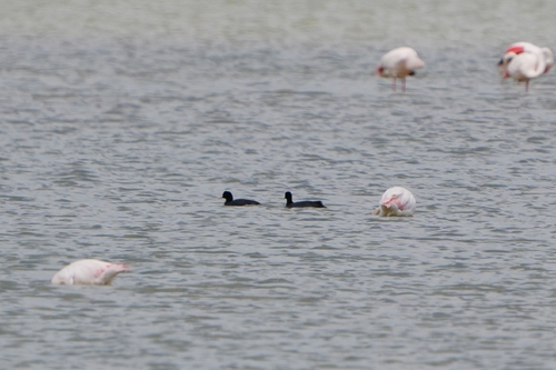 Avistamiento Fulica atra