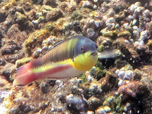 Thalassoma lucasanum