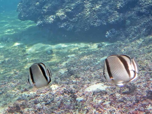 Chaetodon humeralis