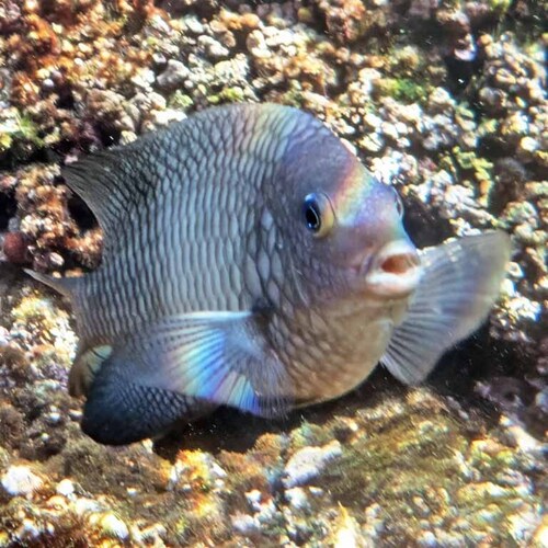 Stegastes acapulcoensis