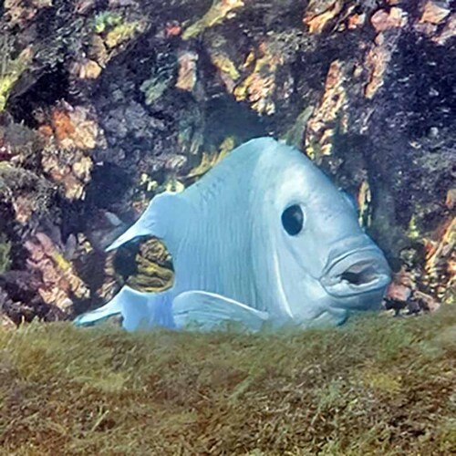 Microspathodon dorsalis