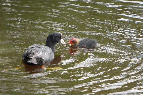 Avistamiento Fulica atra