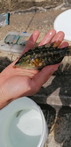 Symphodus melops