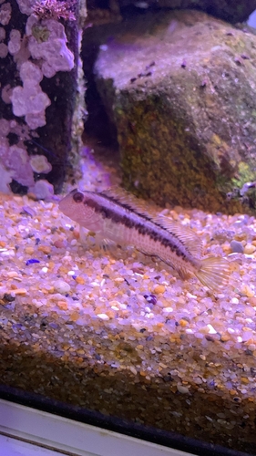 Parablennius pilicornis