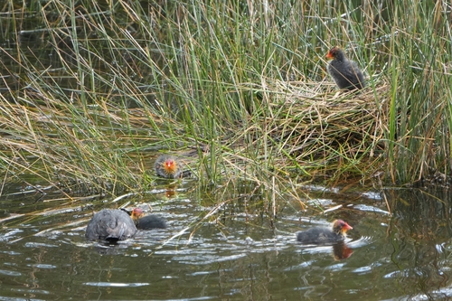 Avistamiento Fulica atra