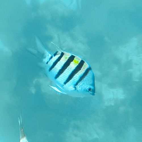 Abudefduf saxatilis