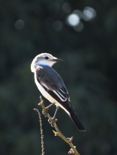 White-rumped Monjita
