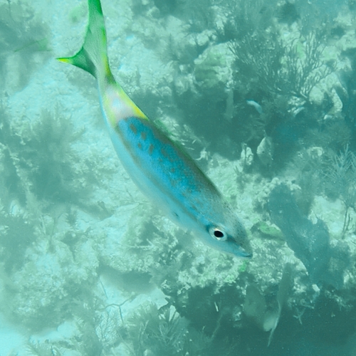 Ocyurus chrysurus