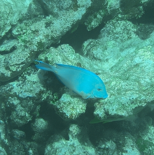 Acanthurus coeruleus