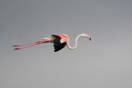 Avistamiento Flamenco común o rosa