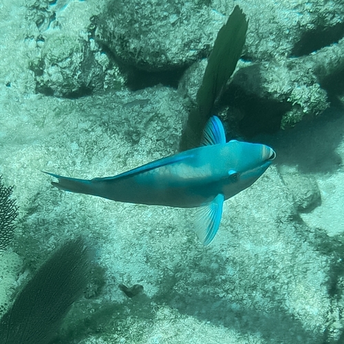 Scarus vetula