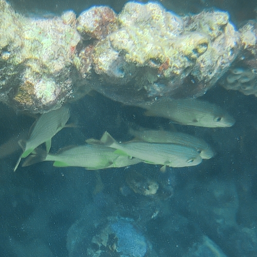 Haemulon sciurus