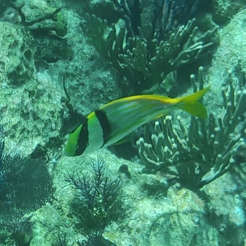 Anisotremus virginicus