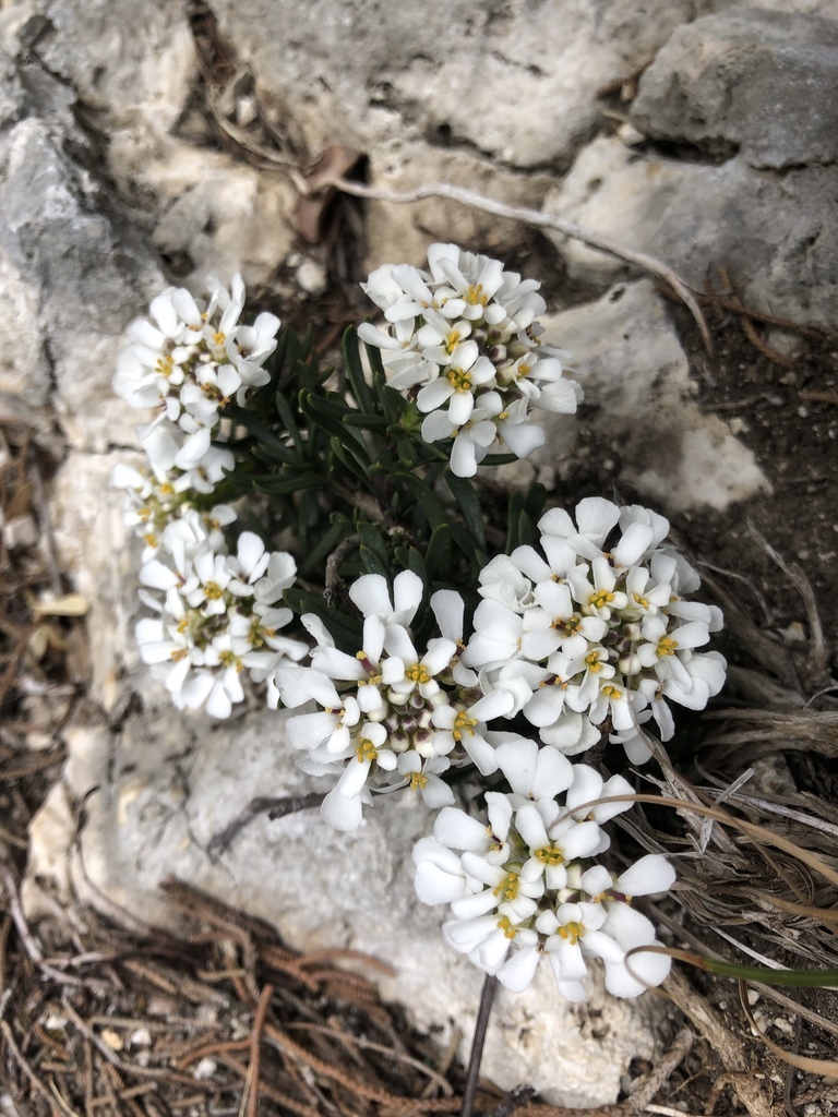 Rock Candytuft (Iberis saxatilis) · iNaturalist
