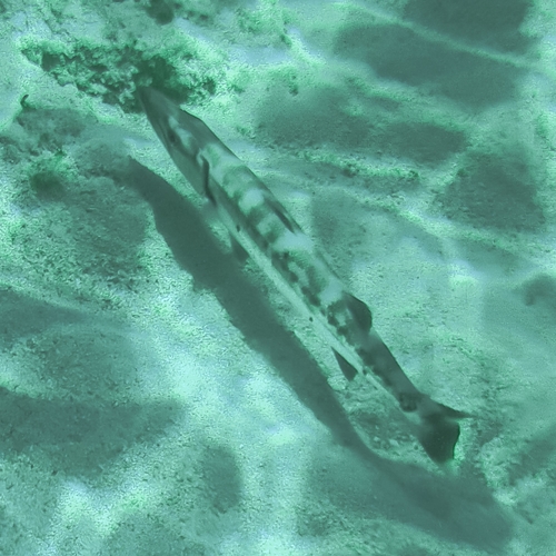 Sphyraena barracuda