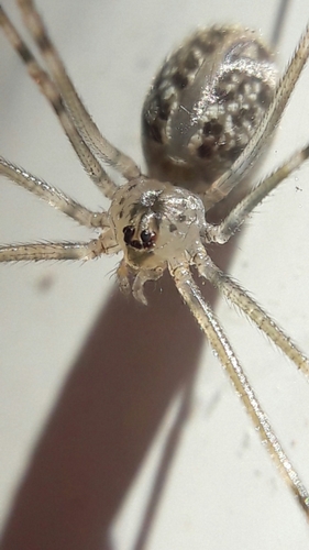 Physocyclus dugesi