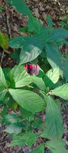 eighty butterfly