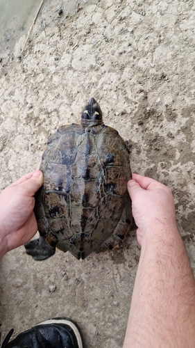 Graptemys pseudogeographica