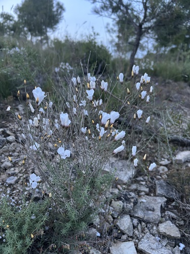White Flax