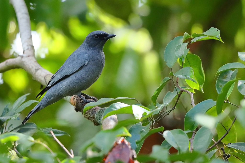 Gray-headed Cicadabird photo
