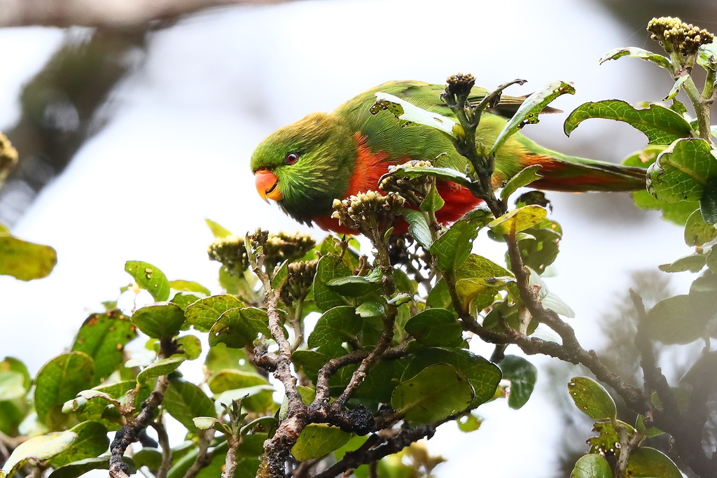 Orange-billed Lorikeet (Neopsittacus pullicauda) photo