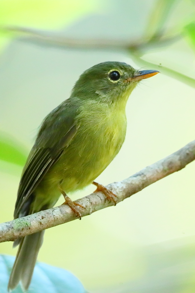 Olive Flyrobin photo
